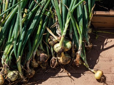 Ripe, organic grown, white and golden onions harvested in summer with green chives and still covered with soil drying in bright sunlight. Farming and gardening of vegetables