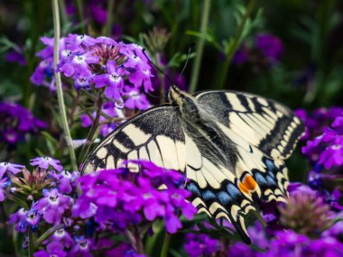 Close-up of the Old World swallowtail or the common yellow swallowtail (Papilio machaon) with yellow wings with black markings and one red and six blue eye spots below each tail among purple flowers