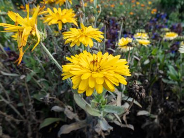 Marigold (Calendula officinalis) Bahçede portakal sarısı çiçekler açan 