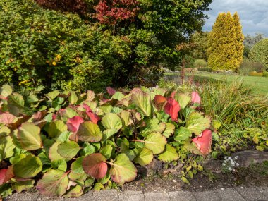 Parlak güneş ışığında sonbaharda çiçek açan mor bergenia (Bergenia purpurascens) yapraklarının renkli görüntüsü. Yeşillikler kışın sonlarına doğru kırmızıya döner.