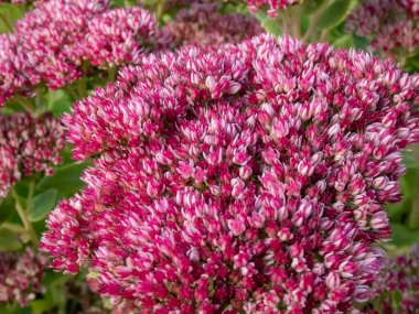 Sedum telephium 'Herbstfreude' bahçede büyüyor ve yoğun kümelenmiş tomurcuklarla çiçek açıyor bu da küçük, yıldızımsı pembe ahududu çiçekleri ortaya çıkarıyor.