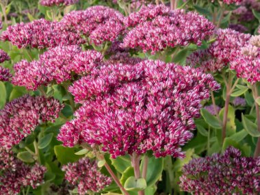 Sedum telephium 'Herbstfreude' bahçede büyüyor ve yoğun kümelenmiş tomurcuklarla çiçek açıyor bu da küçük, yıldızımsı pembe ahududu çiçekleri ortaya çıkarıyor.