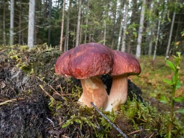Yeşil yosunlarla çevrili ormanda yetişen sese, çöreğe, porcini mantarına (boletus edulis) yakın çekim. Sonbahar manzarası