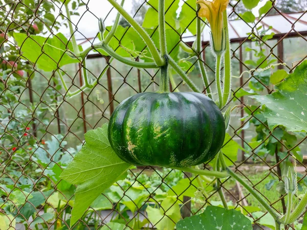 绿色的南瓜生长在花园里开花的南瓜上 挂在金属栅栏上 园艺和种植蔬菜 — 图库照片