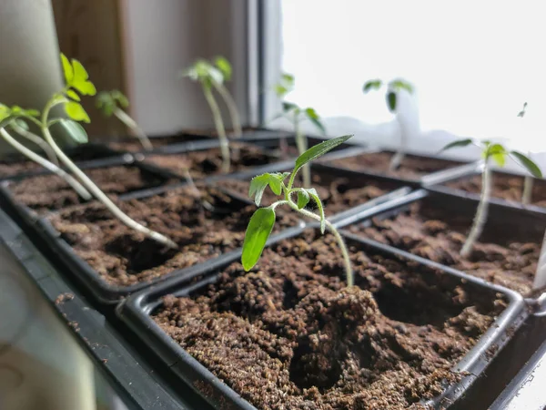 Makro Skott Gröna Tomatplantor Plantor Som Växer Kruka Fönsterbrädan Starkt — Stockfoto