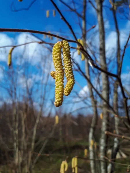 Fındık Ağacının Sarı Kadife Çiçeklerinin Yakın Plan Çekimi Ilkbaharın Başlarında — Stok fotoğraf