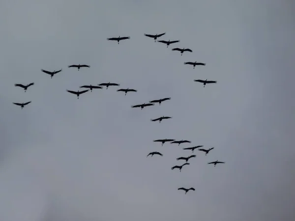 渡り鳥 V字型または三角形の形成で空高く空を飛ぶ群れの一般的なクレーンで 夏の繁殖と冬の地面の間を旅する — ストック写真