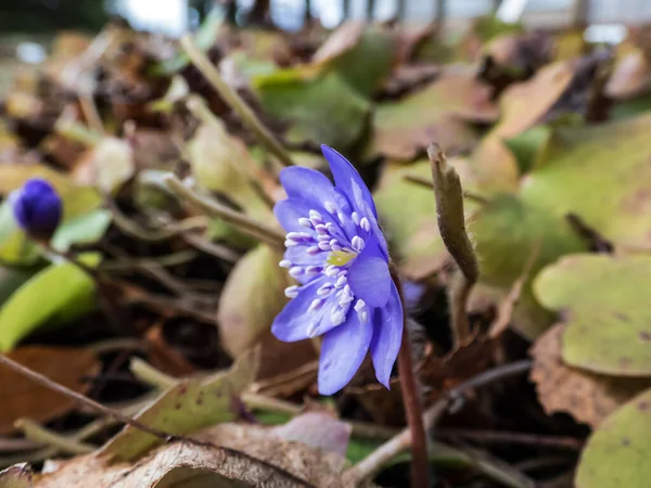 最初の単一野生の花の美しいマクロショット春の初めに乾燥した葉の間で咲き始める大きな青い肝 Heaptica Transsilvanica — ストック写真