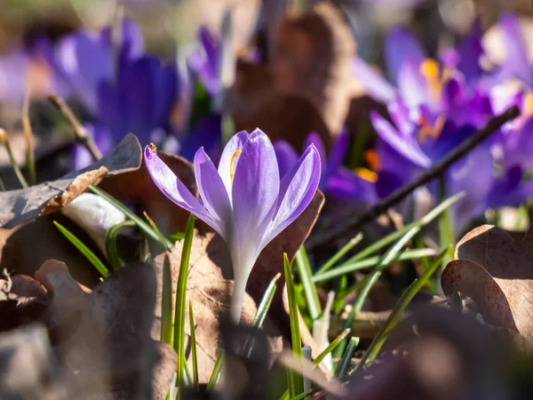 早春の明るい日差しの中で見えるオレンジ色の花粉と紫色の春のクロッカス Crocus Verus の開花の美しいマクロショット — ストック写真