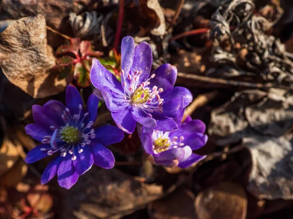 Macro Tiro Primeira Primavera Wildflowers Liverwort Americano Anemone Hepatica Folhas — Fotografia de Stock