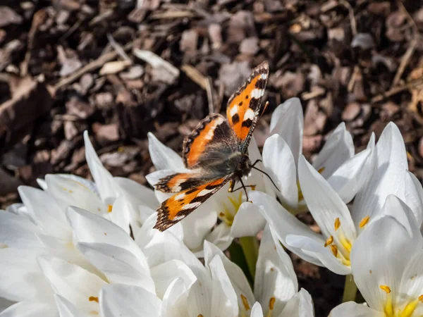 Küçük kaplumbağa kabuğunun makro görüntüsü (Aglais urticae) kırmızı turuncu kelebektir ve üzerinde siyah ve sarı işaretler vardır.