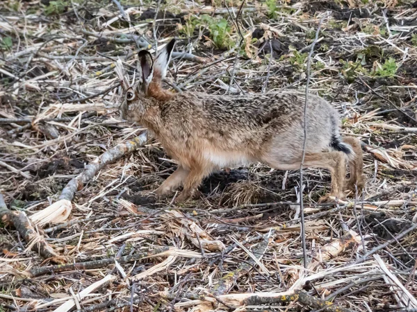 Närbild Den Europeiska Haren Eller Den Bruna Haren Lepus Europaeus — Stockfoto