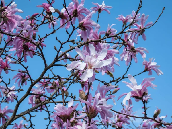 stock image Close-up shot of the Pink star-shaped flowers of blooming Star magnolia - Magnolia stellata cultivar 'Rosea' in bright sunlight in early spring with dark blue sky in background. Beautiful magnolia scenery