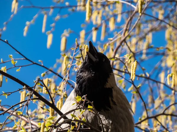 Beautiful Close Shot Hooded Crow Corvus Cornix Sitting Birch Tree — 图库照片