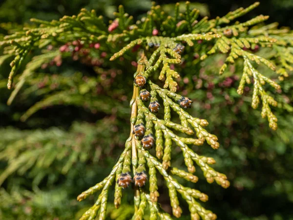 봄에는 삼목이나 사이프 Chamaecyparis Lawsoniana 원추체를 가까이 찍었다 — 스톡 사진