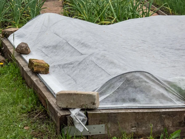 stock image View of the raised vegetable bed covered with white agricultural film hold in place with bricks in the home garden. Agricultural Film used to protect plants and seedlings from cold and frost