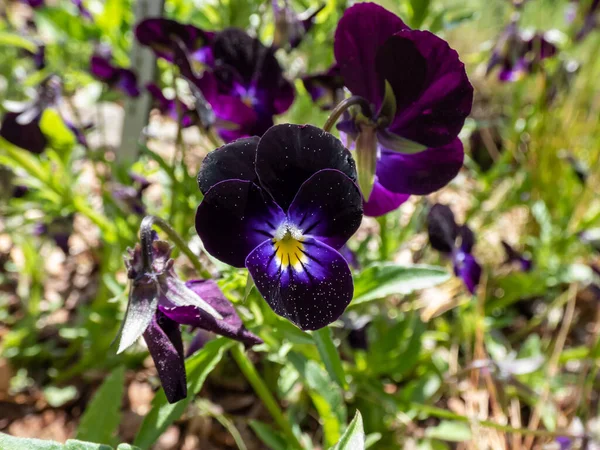 Gros Plan Floraison Alto Tricolore Avec Fleur Violet Foncé Lavande — Photo