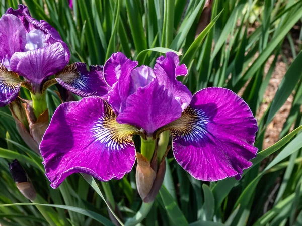 Sibiřská Duhovka Iris Sibirica Weinkonigin Kvetoucí Velkými Květy Širokým Čalouněným — Stock fotografie