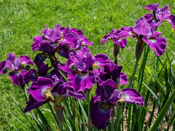 Siberian iris (Iris sibirica) \'Weinkonigin\' blooming with large flowers with wide ruffled fall and standard petals in beautiful wine red or purple colour in the garden