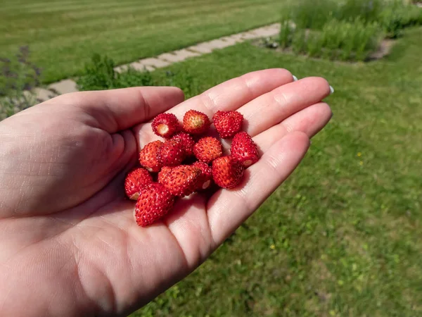 Handful of perfect and ripe wild strawberries (Fragaria vesca) with the forest background. Wild strawberries on palm of woman\'s hand. Taste of summer