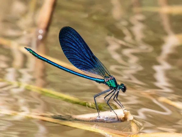 Bright Metallic Blue Dragonfly Adult Male Beautiful Demoiselle Calopteryx Virgo — Stok fotoğraf