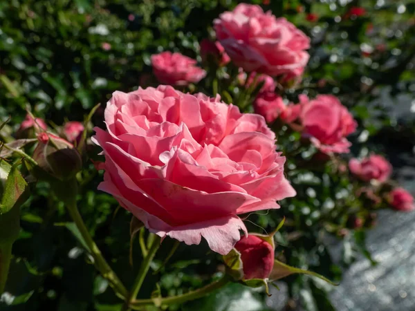Rose Moin Moin Pink Flower Circus Bloeien Kleine Groepjes Met — Stockfoto