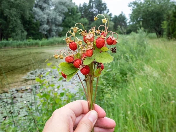 Hand Holding Plants Wild Strawberry Fragaria Vesca Perfect Red Ripe — Photo