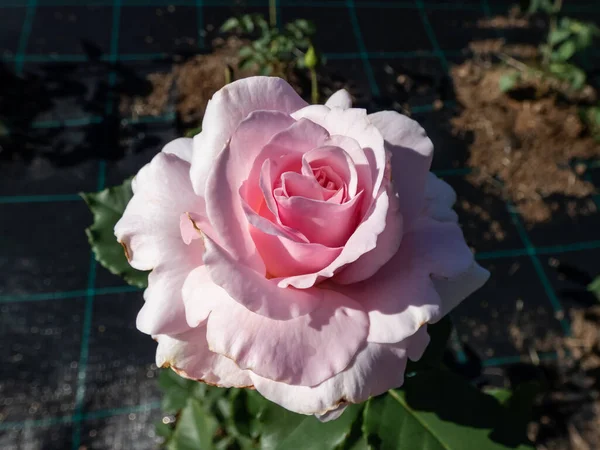Bokros Rózsa Növény Anna Pavlova Virágzik Nagy Gömbölyű Pazar Virágok — Stock Fotó