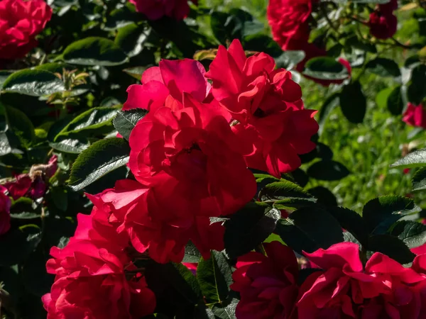 Róża Hansaland Kwitnie Średnimi Pół Podwójnymi Ciemnoczerwonymi Kwiatami Małych Skupiskach — Zdjęcie stockowe