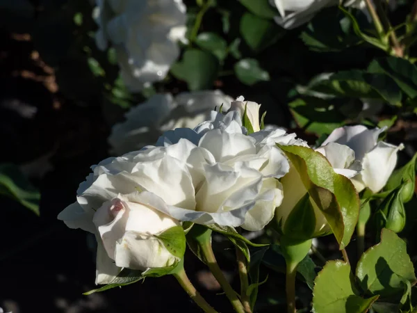 Rose Rosa Biały Meidiland Karzeł Rozprzestrzeniający Się Krzew Różany Który — Zdjęcie stockowe