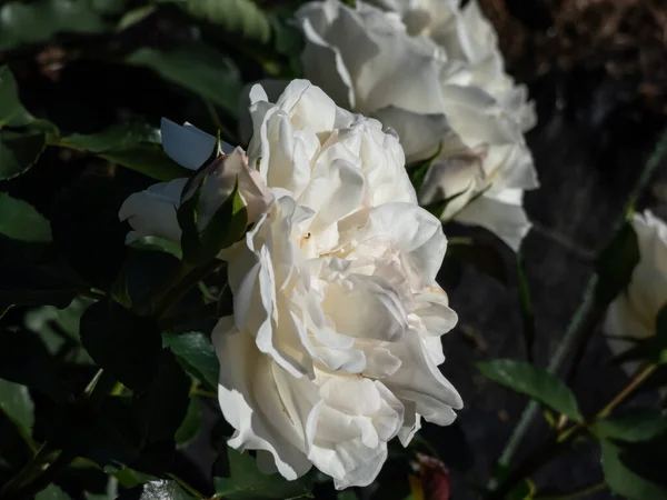 Rose Rosa Biały Meidiland Karzeł Rozprzestrzeniający Się Krzew Różany Który — Zdjęcie stockowe
