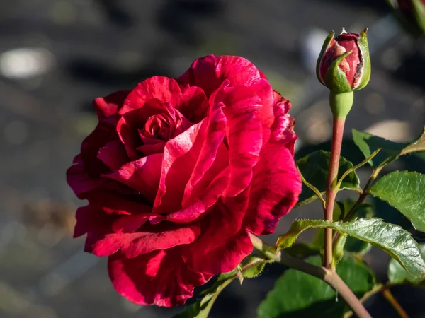 Krzew Róża Głębokie Wrażenie Kwitnie Dużymi Pełni Podwójnymi Głębokimi Czerwonymi — Zdjęcie stockowe