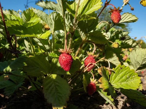 Close-up shot of the wild strawberry, Alpine strawberry or European strawberry plants growing in clumps with maturing ripe, red fruits in the garden