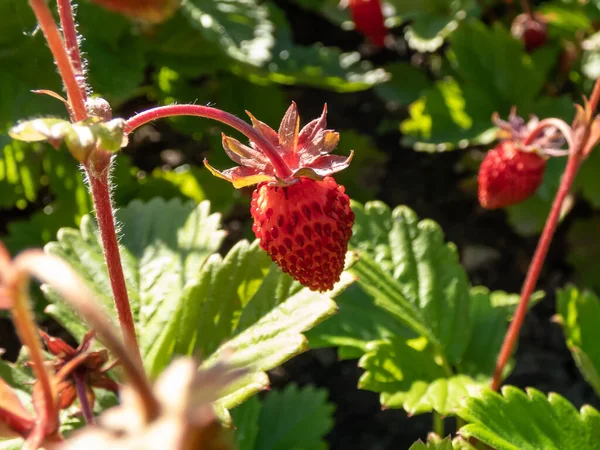 Close Shot Wild Strawberry Alpine Strawberry European Strawberry Plants Growing — Stock Photo, Image