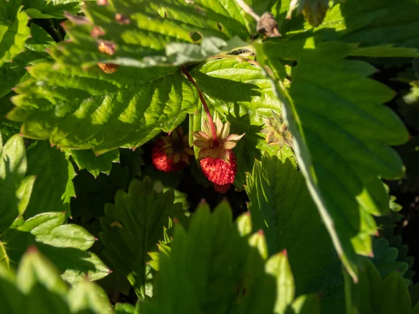 Close Van Wilde Aardbeien Alpiene Aardbeien Europese Aardbeiplanten Die Groeien — Stockfoto