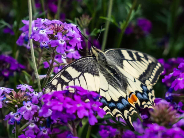 Close Old World Swallowtail Common Yellow Swallowtail Papilio Machaon Yellow — Foto Stock