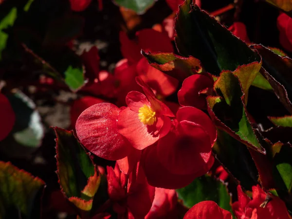 Begonia Benariensis Big Red Green Leaf Flowering Showy Red Flowers — стоковое фото
