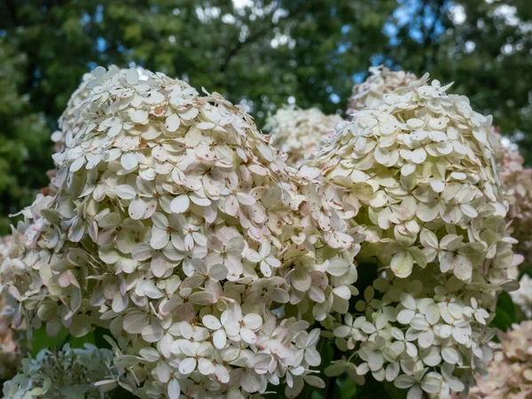 Hortensie Paniculata Phantom Hat Riesige Dichte Kegelförmige Blüten Die Sich — Stockfoto