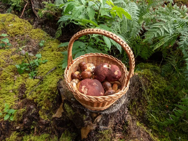 Cesta Madeira Toco Árvore Cheia Cogumelos Comestíveis Russula Rosea Boleto — Fotografia de Stock