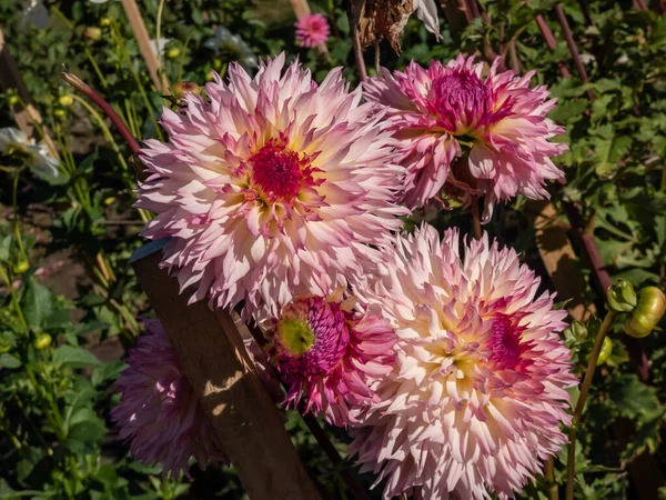Dahlia Tioga Şafağı Nın Çiçeklerini Koyu Pembe Açık Renkle Bahçeye — Stok fotoğraf