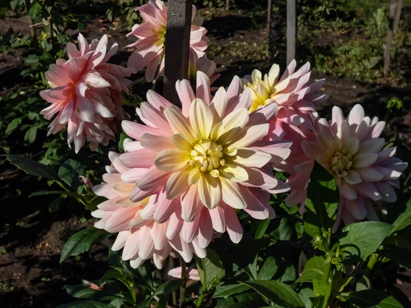 Dahlia Bel Amour Цвіте Рожевою Квіткою Внутрішньо Жовтими Пелюстками Яскравому — стокове фото