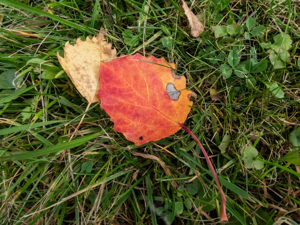 Осенью Земле Листья Осины Leaf Меняет Цвет Зеленый Желтый Оранжевый — стоковое фото