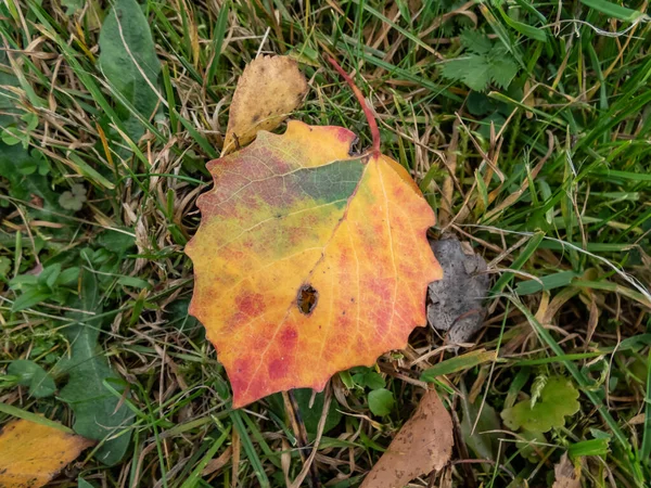Осенью Земле Листья Осины Leaf Меняет Цвет Зеленый Желтый Оранжевый — стоковое фото