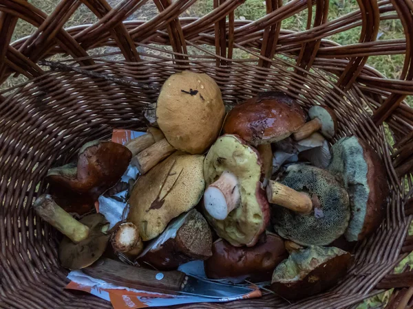 Wooden basket on the forest ground full with different kinds of edible mushrooms - russula rosea, chanterelles, boletus, boletus Aspen among forest vegetation. Mushroom picking tradition
