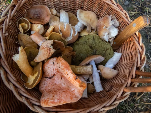 Wooden basket on the forest ground full with different kinds of edible mushrooms - russula rosea and boletus among forest vegetation. Mushroom picking tradition
