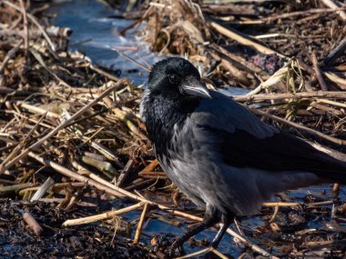 Suda duran kukuletalı karga (Corvus cornix). Vahşi yaşam manzarası