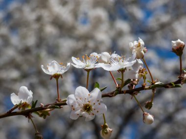 Saf beyaz çiçeklerin yakın plan çekimi, yaban, tatlı, gean veya kuş kirazı (prunus avium) sarımsı erkek çiçekleri ile ilkbaharın başlarında parlak güneş ışığı altında.