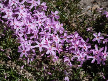Pembe sürünen fenomenin (Phlox subulata) yakın plan çekimi. 'Parlaklık' baharda parlak güneş ışığında bahçede çiçek açıyor.