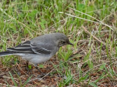 Genç beyaz kuyruklu (Motacilla alba) beyaz, gri ve siyah tüylü ve karakteristik uzun, sürekli sallanan kuyruğu yerde duran