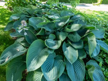 Plantain Lily (Hosta) 'İmparatoriçe Wu' etkileyici, dik, kalın, derin damarlı, koyu mavi-yeşil yapraklı, huni şekilli, soluk menekşe çiçekleriyle yaz mevsiminde serpilmiş en büyük konaklama şeklidir.